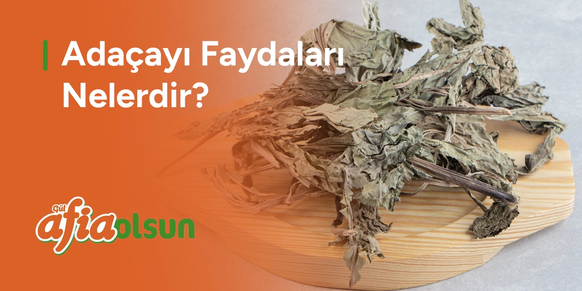 adacayi-faydalari-nelerdir