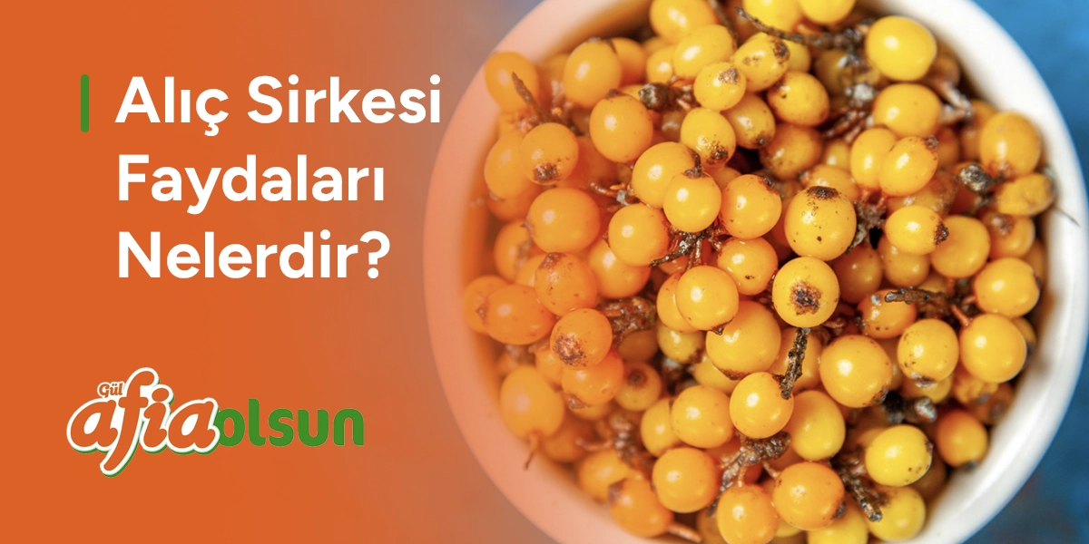 alic-sirkesi-faydalari-nelerdir