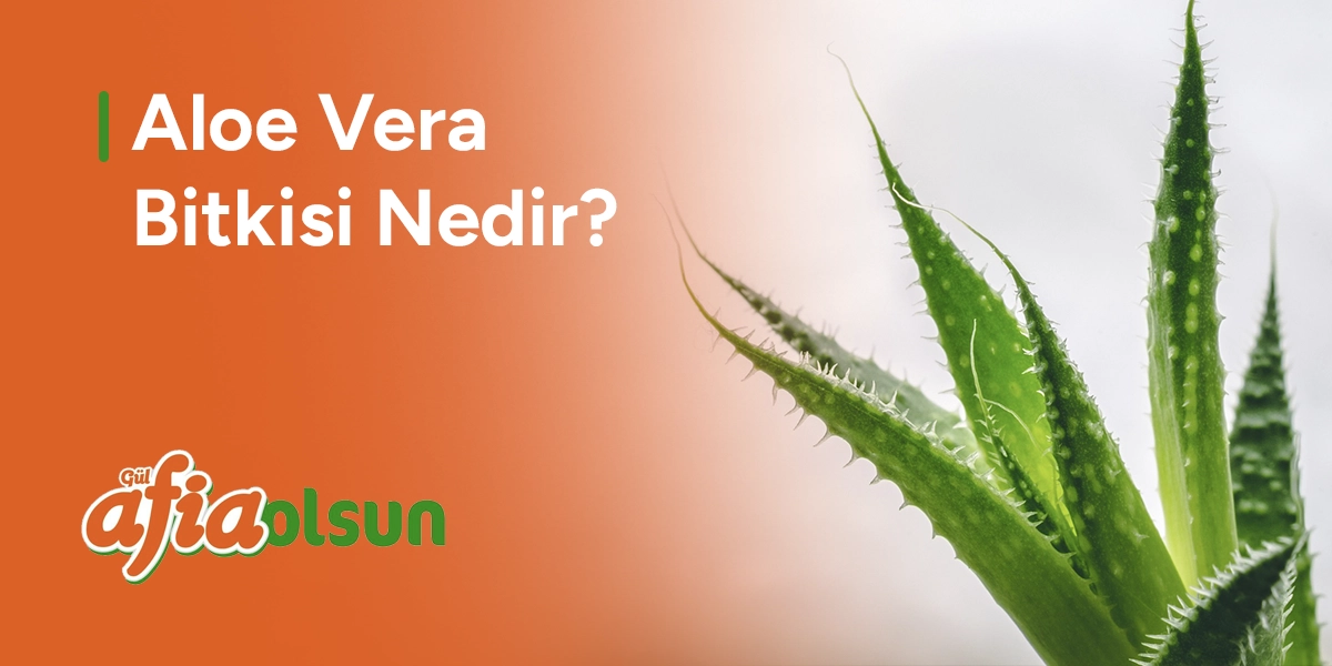 aloe-vera-bitkisi-nedir