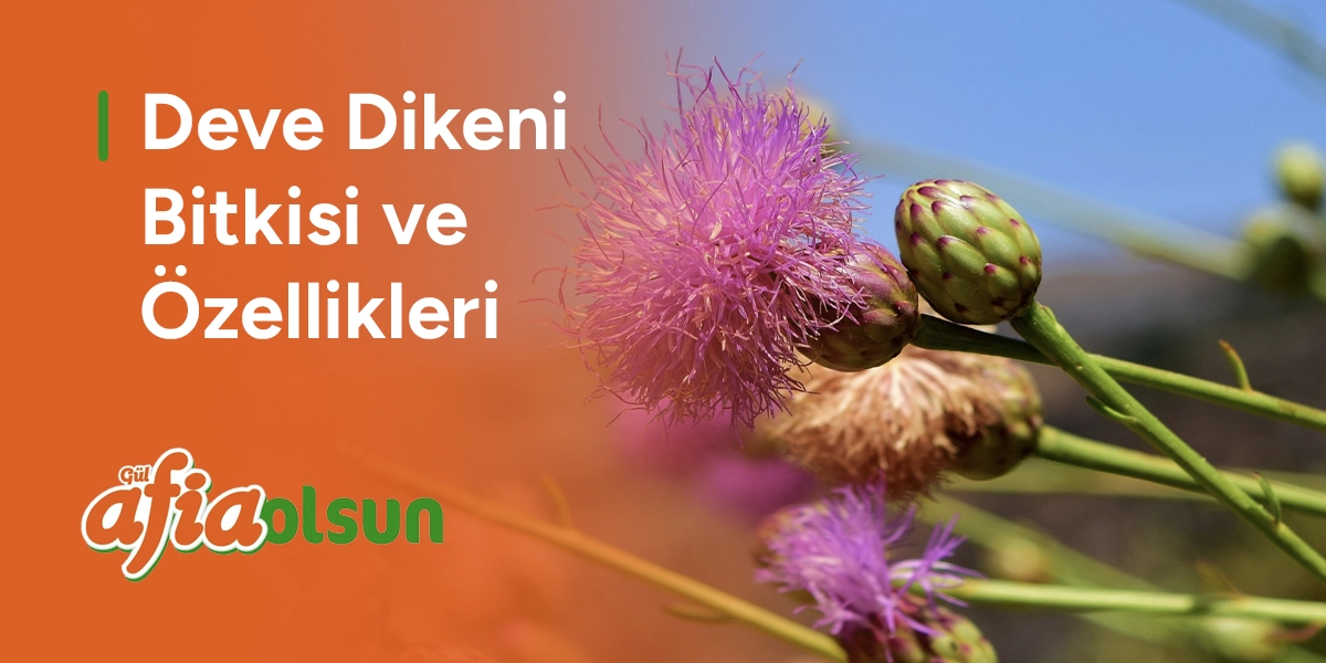 deve-dikeni-bitkisi-ve-ozellikleri