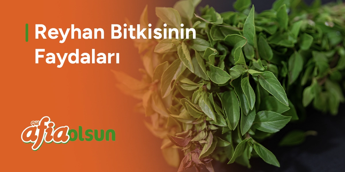 reyhan-bitkisinin-faydalari