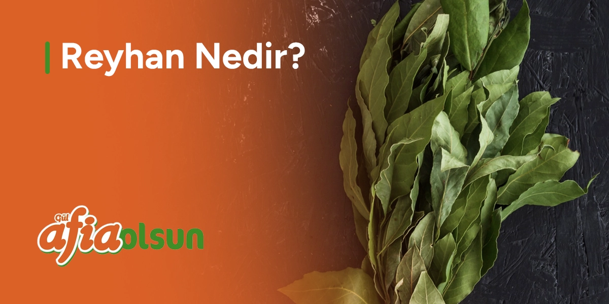 reyhan-nedir