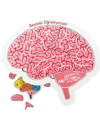 Moonbeavers Beynimi Öğreniyorum 24*24 - 2