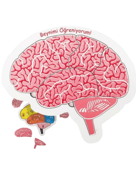 Moonbeavers Beynimi Öğreniyorum 24*24 - 2